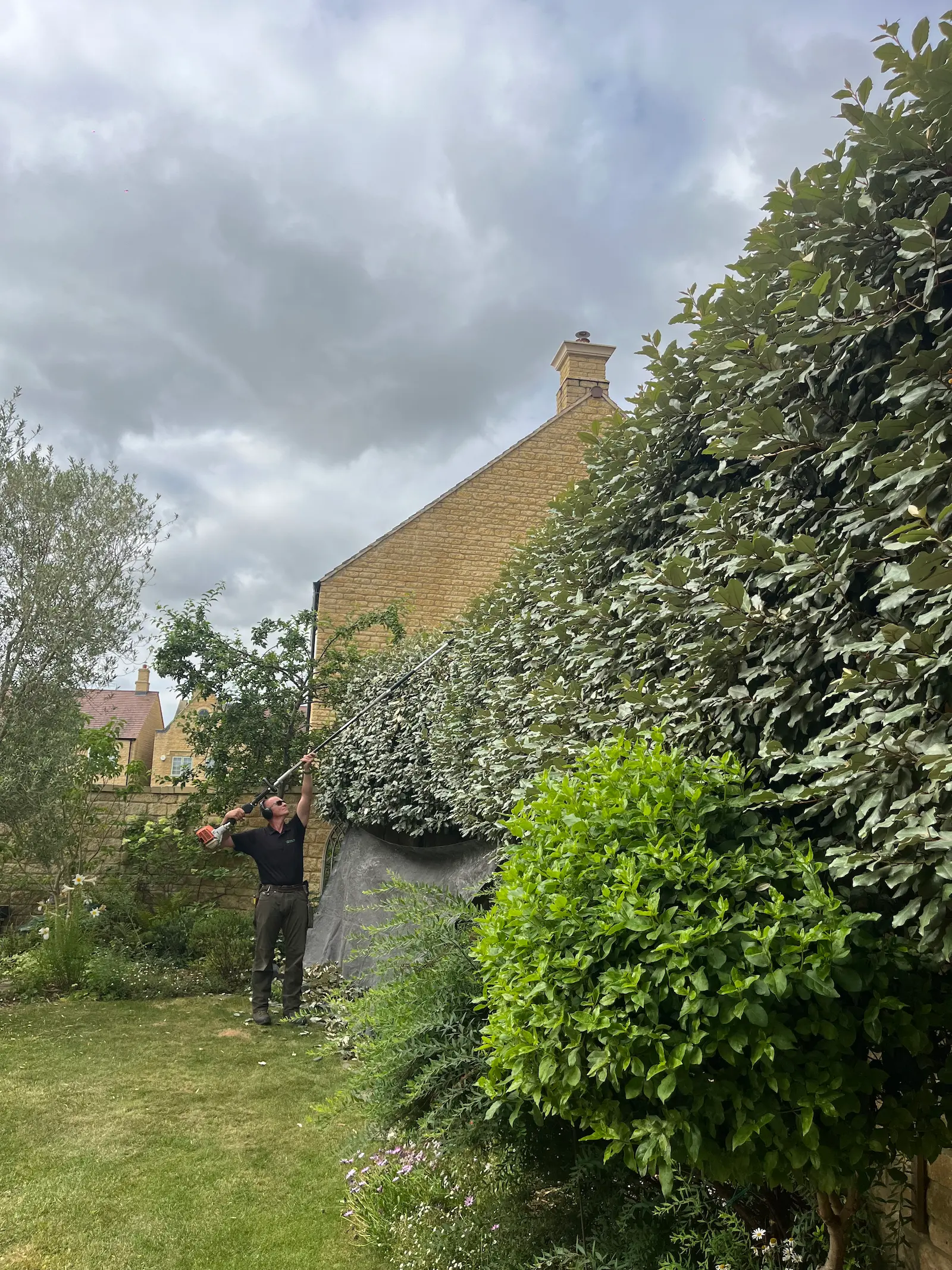 Home hedge cut